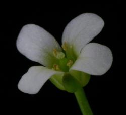 Cardamine mutabilis. Top view of flower.
 Image: P.B. Heenan © Landcare Research 2019 CC BY 3.0 NZ